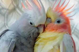 Breeding Parrots: What Owners Should Know