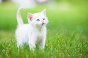 Important Considerations for Breeding Cats