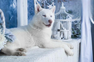 Symptoms and Treatment of Urinary Stones in Dogs