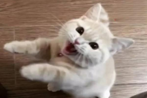 Is It Normal for a Cat to Suddenly Become Clingy?