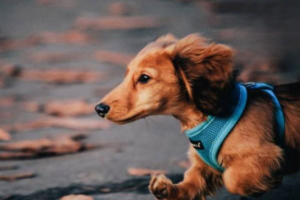 Canine Parainfluenza: Symptoms and Treatment