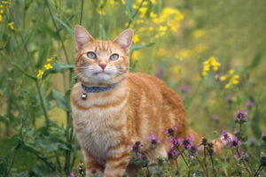 Can You Treat Cat Vomiting with Chinese Medicine?