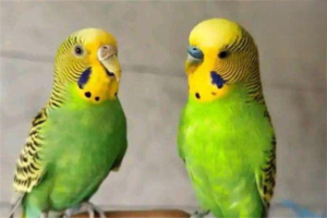 Can Parrots Get Stressed? (and How to Prevent It)