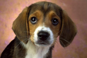 Canine Third-Eyelid Gland Prolapse (Cherry Eye): What to Do