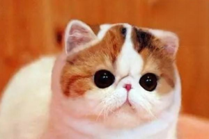 What Causes a Fever in Cats?