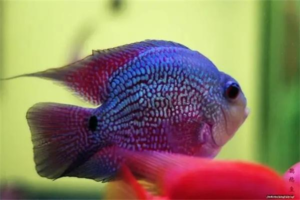 Easiest Ornamental Fish for Beginners