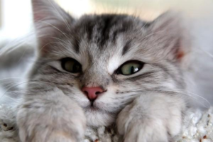 Why Cats Develop Black Crusts (Scabs): Causes and Treatment
