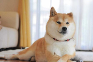 A Herbal Formula (Fuxiening) for Treating Dog Diarrhea