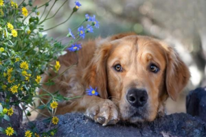 Anal Gland Inflammation in Dogs: Signs and Treatment