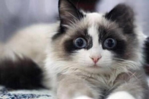 Types of Feline Panleukopenia (Cat Parvo)