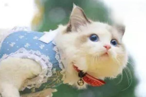 Causes of Anemia in Cats and How to Help
