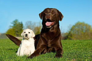 Treating Common Eye Diseases in Dogs