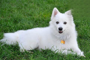 Causes of Dog Diarrhea and How to Control It