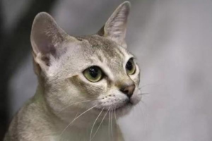 What to Give a Cat That’s Vomiting