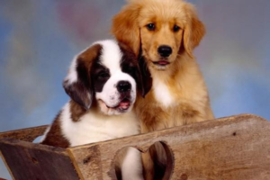 What Is a Dog Abscess and How Is It Treated?