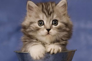 Cat Keratitis: Symptoms and Treatment