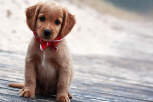 Symptoms and Care of Dog Indigestion