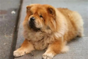 Why Chow Chows Stay Thin (and How to Help Them Gain)