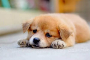Dog Diarrhea Caused by Eating Watermelon