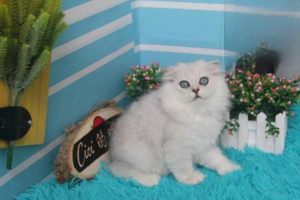 Houseplants Toxic to Cats (Part 1)