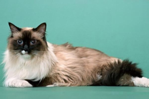 Houseplants That Are Toxic to Cats (Part 2)