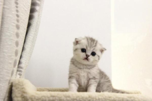 Can a Cat Be Scared to Death? Understanding Stress
