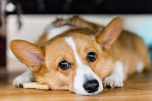 How to Care for a Young Puppy