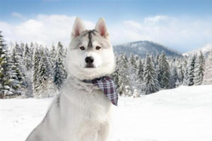 Can You Give Your Dog Human Cold Medicine?