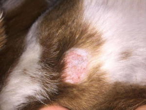 Can Dog Fungal Infection Be Cured?