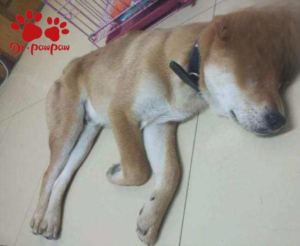 What to Give a Dog with Tracheitis