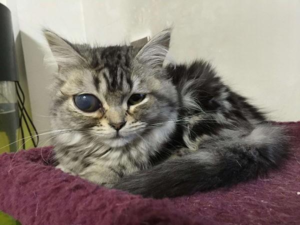 Why Does My Cat Have Something Clear in Its Eye?