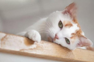 How to Treat Cat Gastroenteritis