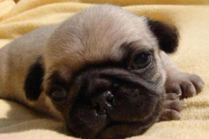 What to Do About a Puppy’s Pus-Like Nasal Discharge