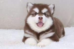 White Sesame-Sized Bugs on a Puppy