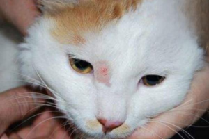How to Tell If Your Cat Has Ringworm