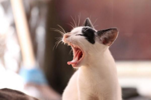 Why Is My Cat Sneezing?