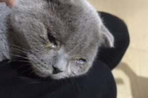 What to Do About Pus-Like Eye Discharge in Cats