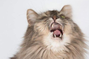 Cat Sneezing and Has Diarrhea but Acts Normal
