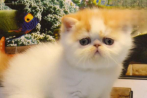 What to Do When Your Cat Collapses from Diarrhea and Dehydration