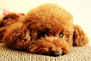 What to Do When a Teddy Puppy Has Diarrhea