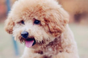 Teddy Dog With Diarrhea, No Appetite, and Lethargy