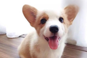 What to Do About Thick Yellow Nasal Discharge in Dogs