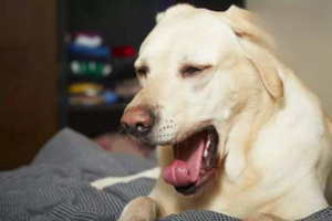 What to Do When a Dog Keeps Sneezing