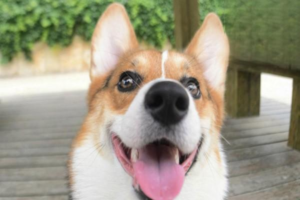 Why Is My Dog Sneezing and Has Yellow Nasal Discharge?