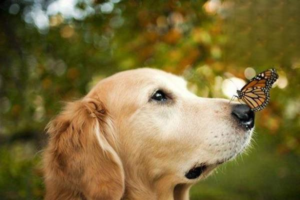 What to Do When a Dog Vomits and Has Diarrhea