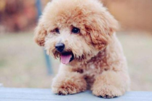 Why Does My Dog Keep Coughing Like Something Is Stuck?