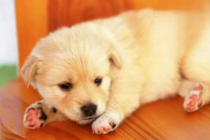 Why Is Your Dog Suddenly Sneezing Repeatedly?