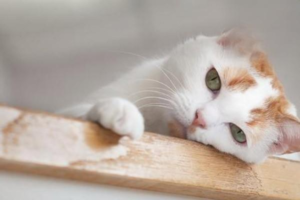 Mild Cat Cold vs. Feline Herpesvirus (Cat Flu)