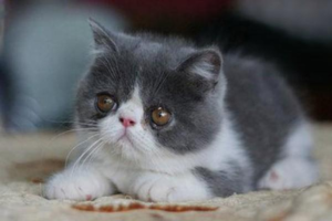 What to Give a Cat for Fast Relief from Diarrhea