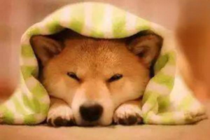 Can a Dog’s Cold Spread to People?